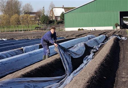 koken van asperges boerderij